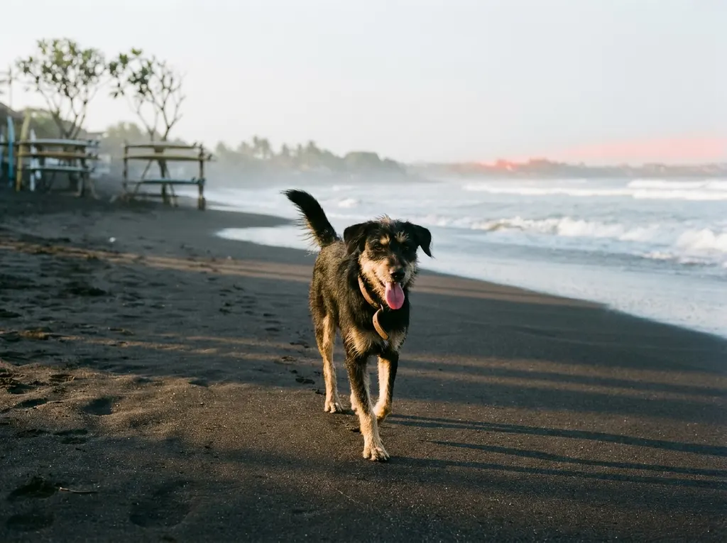 Professional dog walking and pet care in Canggu, Bali
