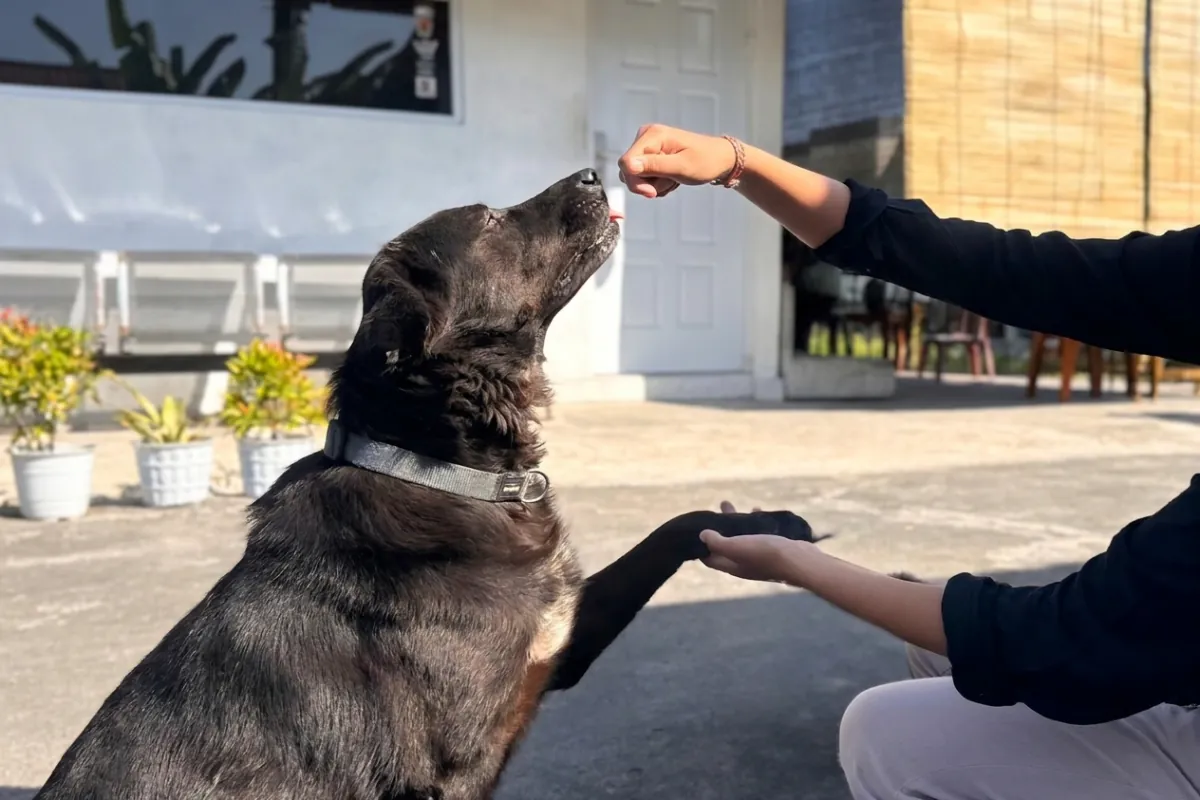 Positive reinforcement dog training session in South Bali — Dog Training by Ellie