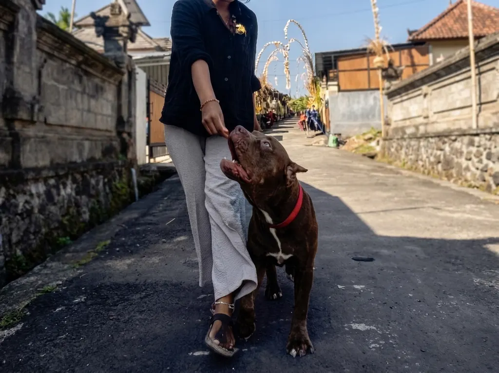 Dog training session in South Bali with positive reinforcement — DogCareBali